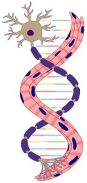 Neuromuscular Disease Research Group
